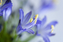 African lily, Agapanthus, purple flowers with prominent yellow stamen against a white background.