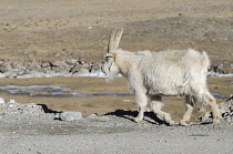 China, Tibet, Old Tibetan goat is wandering on a mountain slope.