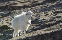 China, Tibet, Close up view of a goat on a mountain slope.
