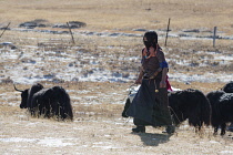 China, Tibet, Woman in national clothes is carrying a bucket of yaks milk.