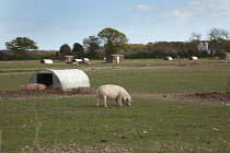 England, West Sussex, Funtington, Free range pig pens.