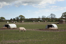 England, West Sussex, Funtington, Free range pig pens.