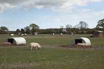 England, West Sussex, Funtington, Free range pig pens.