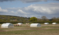 England, West Sussex, Funtington, Free range pig pens.