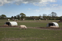 England, West Sussex, Funtington, Free range pig pens.