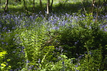 Bluebells, Hyacinthoides non-scripta, in woodland area near Crossbush, West Sussex, England.