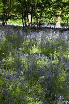 Bluebells, Hyacinthoides non-scripta, in woodland area near Crossbush, West Sussex, England.