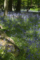 Bluebells, Hyacinthoides non-scripta, in woodland area near Crossbush, West Sussex, England.