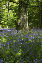 Bluebells, Hyacinthoides non-scripta, in woodland area near Crossbush, West Sussex, England.