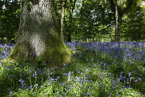 Bluebells, Hyacinthoides non-scripta, in woodland area near Crossbush, West Sussex, England.