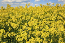 England, West Sussex, Arundel, field of bright yellow coloured Rape, Brassica napus.