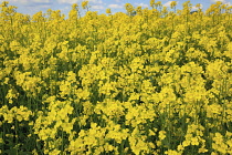 England, West Sussex, Arundel, field of bright yellow coloured Rape, Brassica napus.