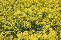 England, West Sussex, Arundel, field of bright yellow coloured Rape, Brassica napus.
