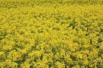 England, West Sussex, Arundel, field of bright yellow coloured Rape, Brassica napus.