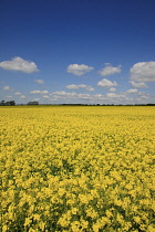 England, West Sussex, Arundel, field of bright yellow coloured Rape, Brassica napus.