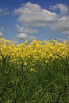 England, West Sussex, Arundel, field of bright yellow coloured Rape, Brassica napus.