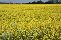 England, West Sussex, Arundel, field of bright yellow coloured Rape, Brassica napus.