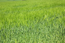 England, West Sussex, Crossbush, field of young green wheat, Triticum aestivum.