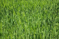 England, West Sussex, Crossbush, field of young green wheat, Triticum aestivum.