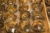 Spain, Madrid, Oysters on display at the Mercado de San Miguel.