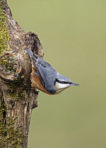 Animals, Birds, Nuthatch, Sitta europaea, Perched on side of mossy tree trunk, Midlands, England, UK.