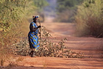 Gambia, Woman collecting branches on dirt road.