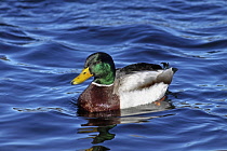 Animals, Birds, Ducks, Mallard, Anas platyrhynchos, Male swimming on blue water, Wales, UK.