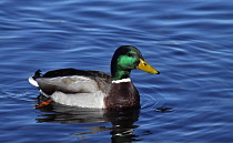 Animals, Birds, Ducks, Mallard, Anas platyrhynchos, Male swimming on blue water, Wales, UK.