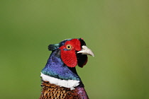 Animals, Birds, Pheasant, Phasianus colchicus, Close up shot of head, Warwickshire, England, UK.