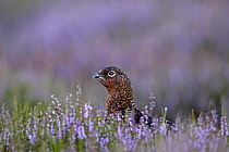 Animals, Birds, Gourse, Red Grouse, Lagopus lagopus, Male standing proud in full bloom purple heather, Yorkshire, England, UK.