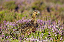 Animals, Birds, Gourse, Red Grouse, Lagopus lagopus, Male standing proud in full bloom purple heather, Yorkshire, England, UK.