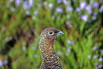 Animals, Birds, Gourse, Red Grouse, Lagopus lagopus, Male standing proud in full bloom purple heather, Yorkshire, England, UK.