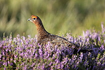 Animals, Birds, Gourse, Red Grouse, Lagopus lagopus, Male standing proud in full bloom purple heather, Yorkshire, England, UK.