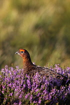 Animals, Birds, Gourse, Red Grouse, Lagopus lagopus, Male standing proud in full bloom purple heather, Yorkshire, England, UK.
