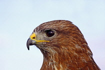 Animals, Birds, Buzzard; Buteo buteo; Male; Close Up; Headsot; Captive; South West; England;.