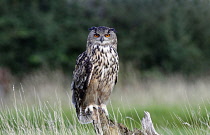 Animals, Birds, Owl, European Eagle Owl, Bubo bubo, Perched on log in moorland, Suth West, England, UK.