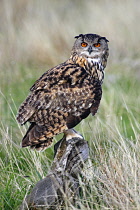 Animals, Birds, Owl, European Eagle Owl, Bubo bubo, Perched on log in moorland, Suth West, England, UK.