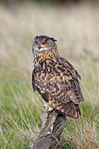 Animals, Birds, Owl, European Eagle Owl, Bubo bubo, Perched on log in moorland, Suth West, England, UK.