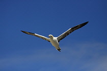Animals, Birds, Gannet, Morus bassanus, In flight against deep blue sky, Bass Rock, Firth Of Forth, Scotland, UK.