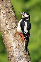 Animals, Birds, Great Spotted Woodpecker, Dendrocopos Major, Female perched on side of tree trunk, Wales.