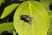 Animals, Insects, Fly, Greenbottle, Lucilia caesar, Resting on leaf in garden, Wirral, England, UK.