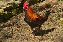 Ireland, County Tyrone, Omagh, Ulster American Folk Park, A rooster strolling around at The Mellon Homestead.