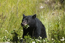 Canada, British Columbia, Vancouver Island, Black bear cub eating leaves.