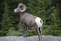 Canada, British Columbia, Vancouver Island, Rocky Mountain Bighorn Sheep.