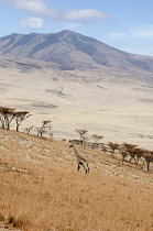 Tanzania, Ngorongoro Crater, Giraffe walking across scrubland in the upper part of the Conservation Area.