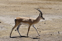 Tanzania, Ngorongoro Crater, Grant's Gazelle in Conservation Area.