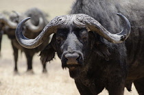 Tanzania, Ngorongoro Crater, African Buffalo in Conservation Area.