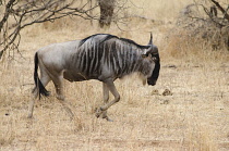 Tanzania, Tarangire National Park, Wildebeest in dry scrubland.