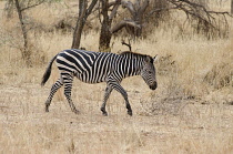 Tanzania, Tarangire National Park, Zebra in dry scrubland.