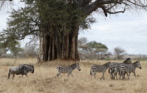 Tanzania, Tarangire National Park, Zebras and Wildebeest with large Baobab tree in background.
